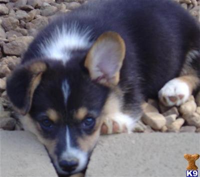 Pembroke Welsh Corgi Puppies for Sale